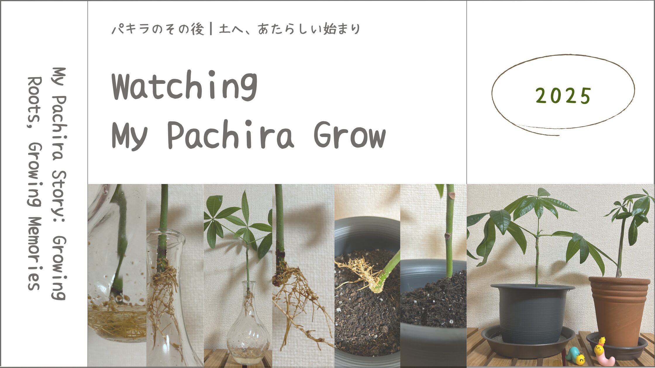 パキラ育成記録アイキャッチ画像