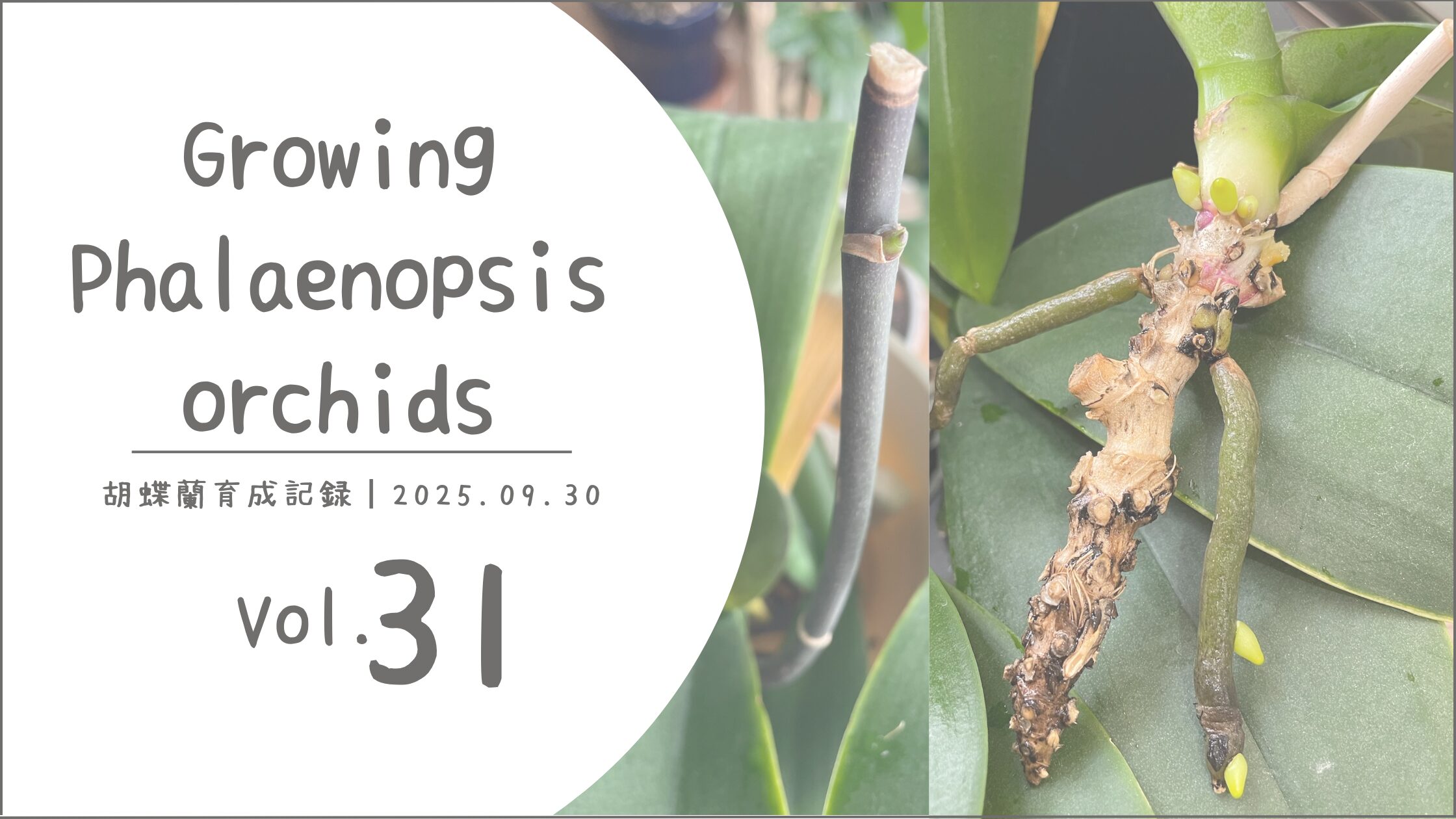 胡蝶蘭育成記録アイキャッチ画像