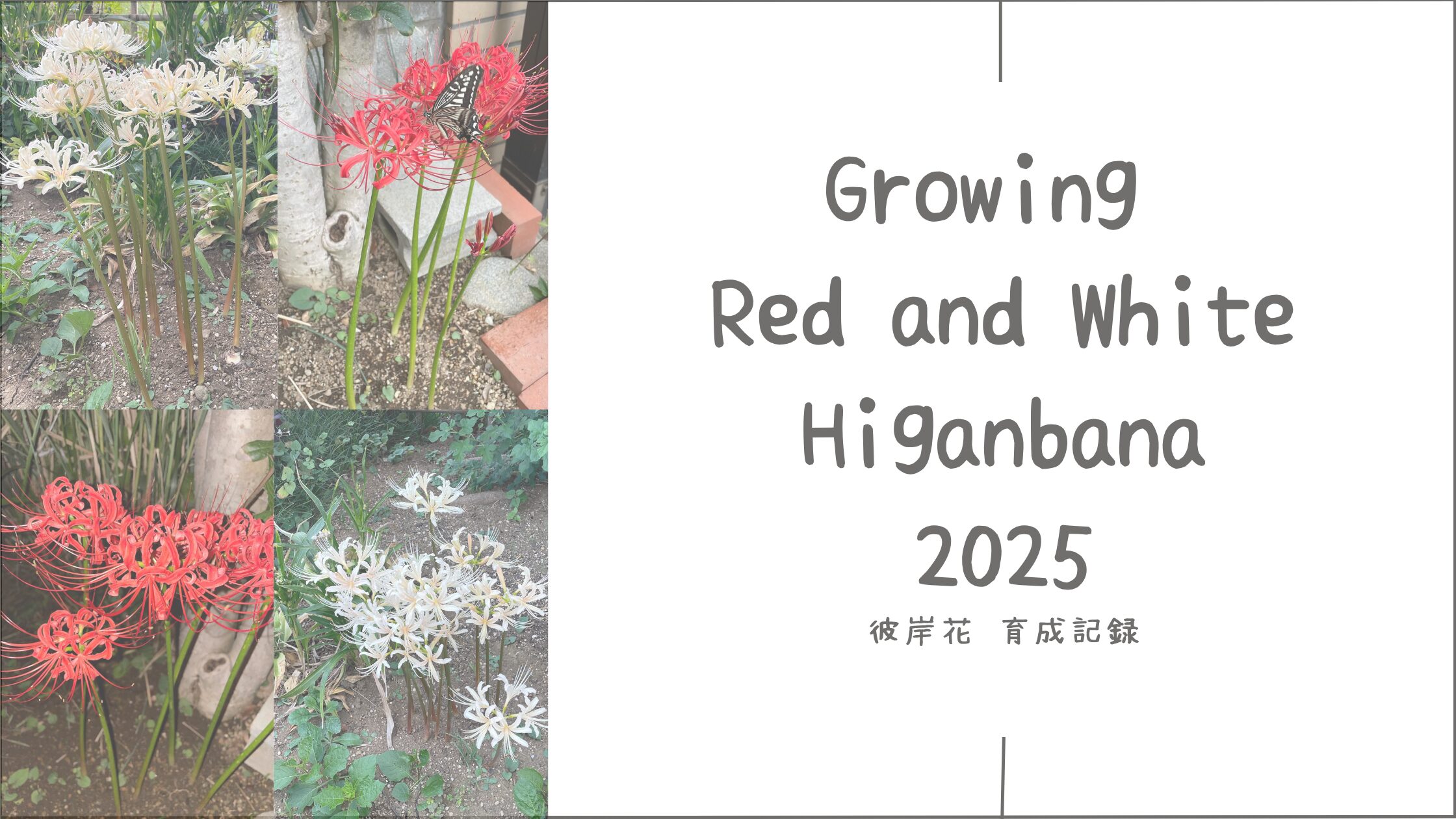 彼岸花育成記録アイキャッチ画像