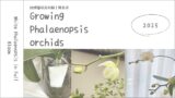 胡蝶蘭(瓶)育成記録｜白い花が咲くまでの小さな変化