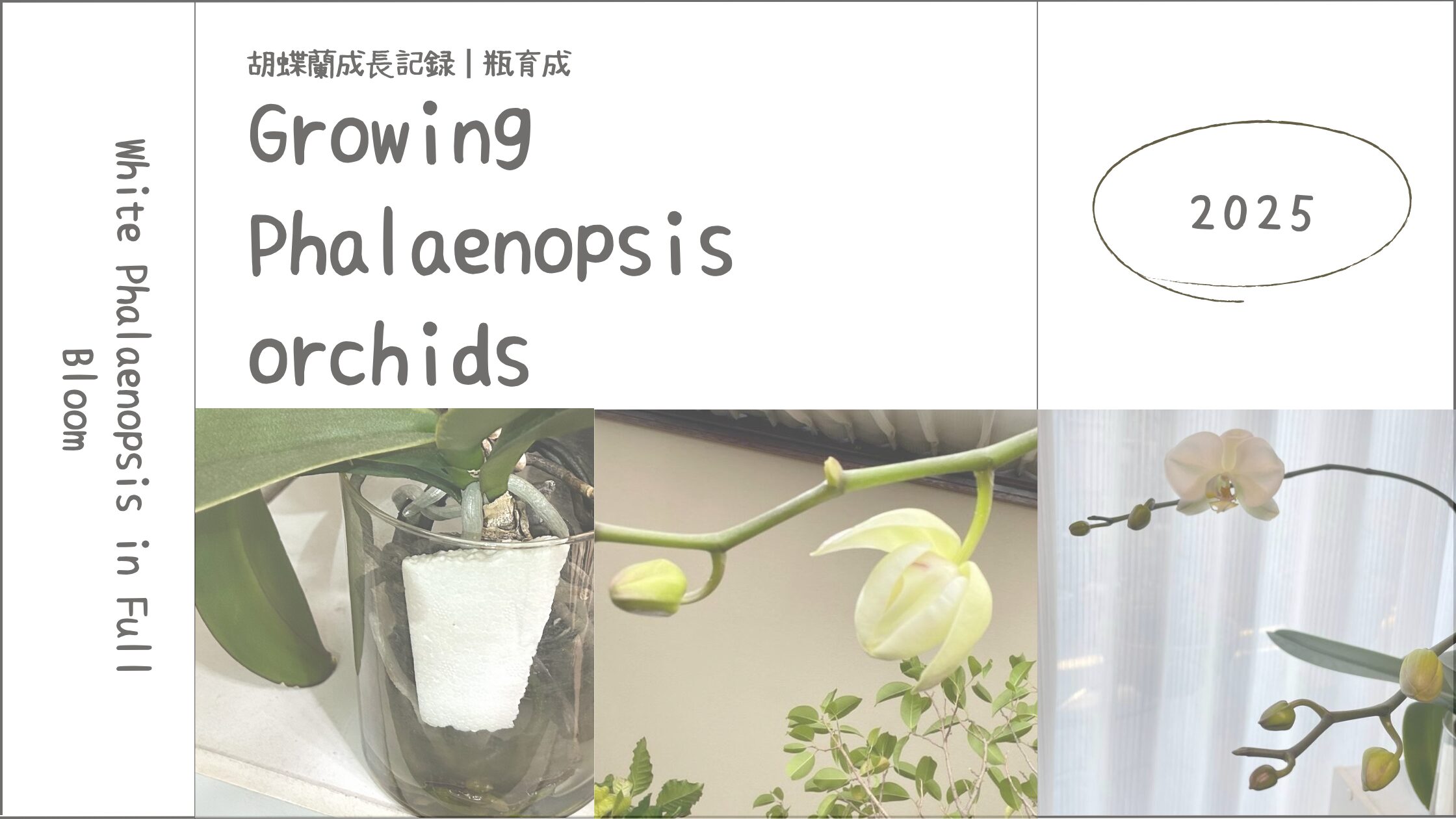 胡蝶蘭育成記録アイキャッチ画像