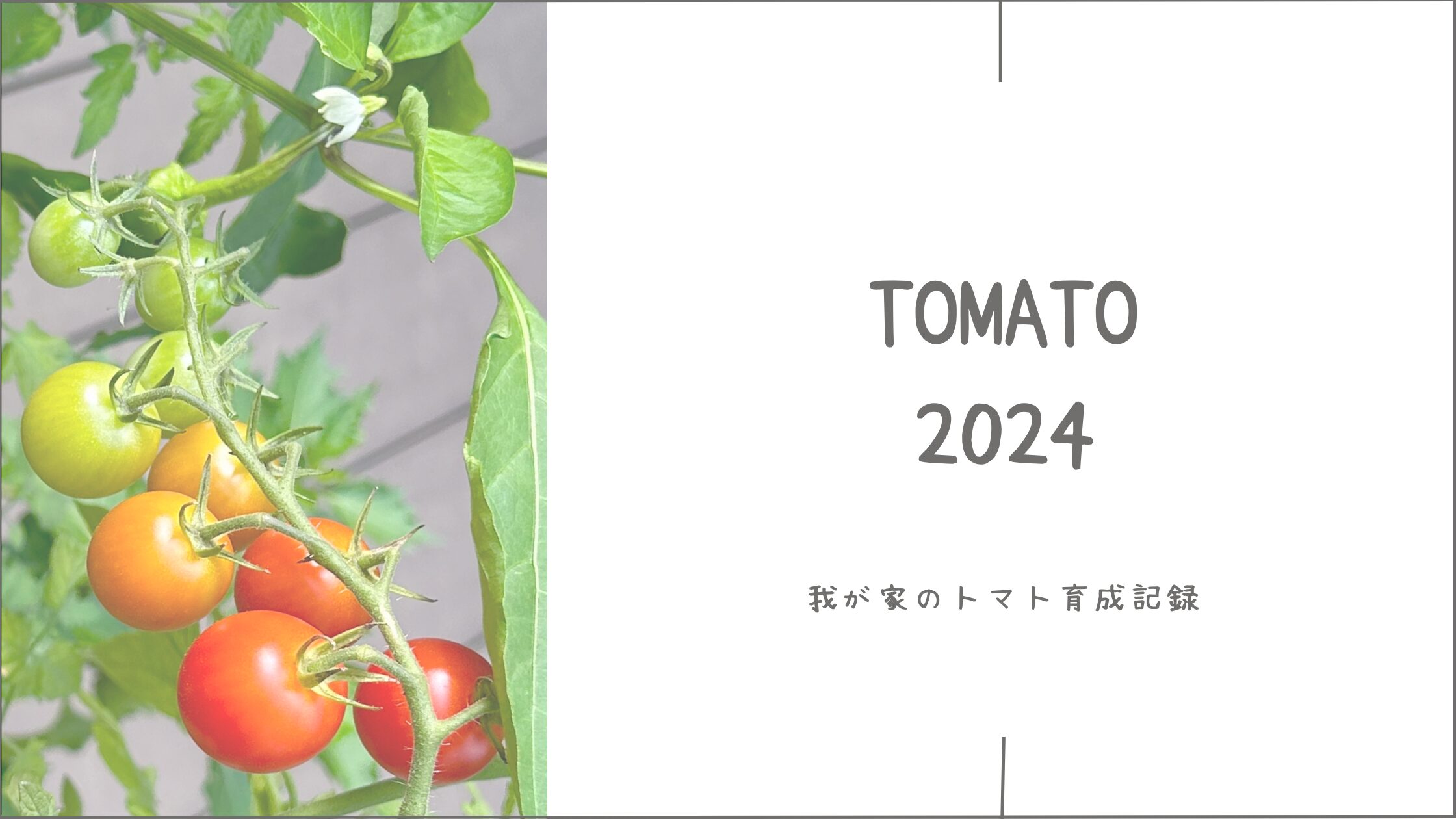 トマト育成記録アイキャッチ画像