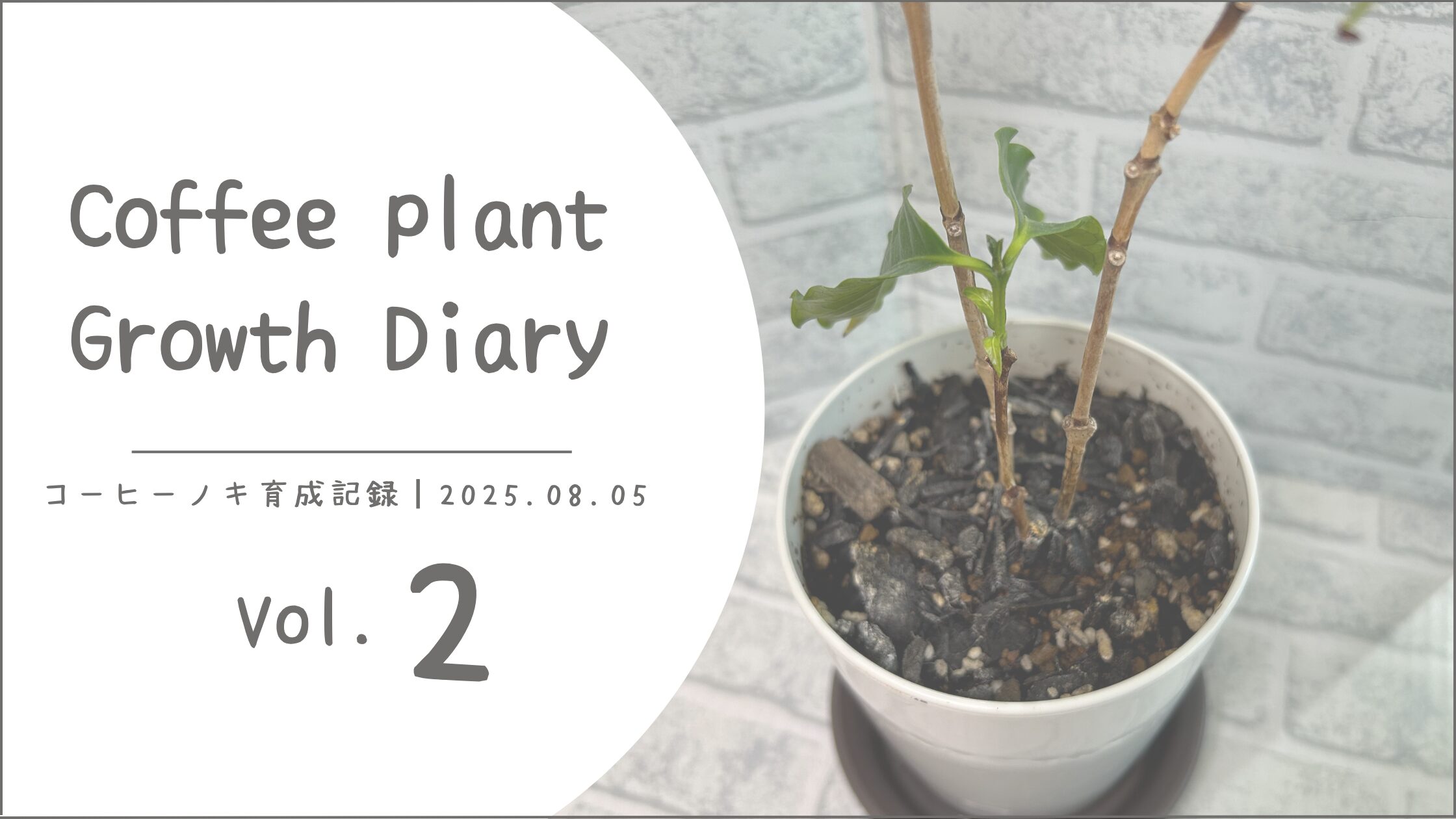 コーヒーノキ育成記録アイキャッチ画像
