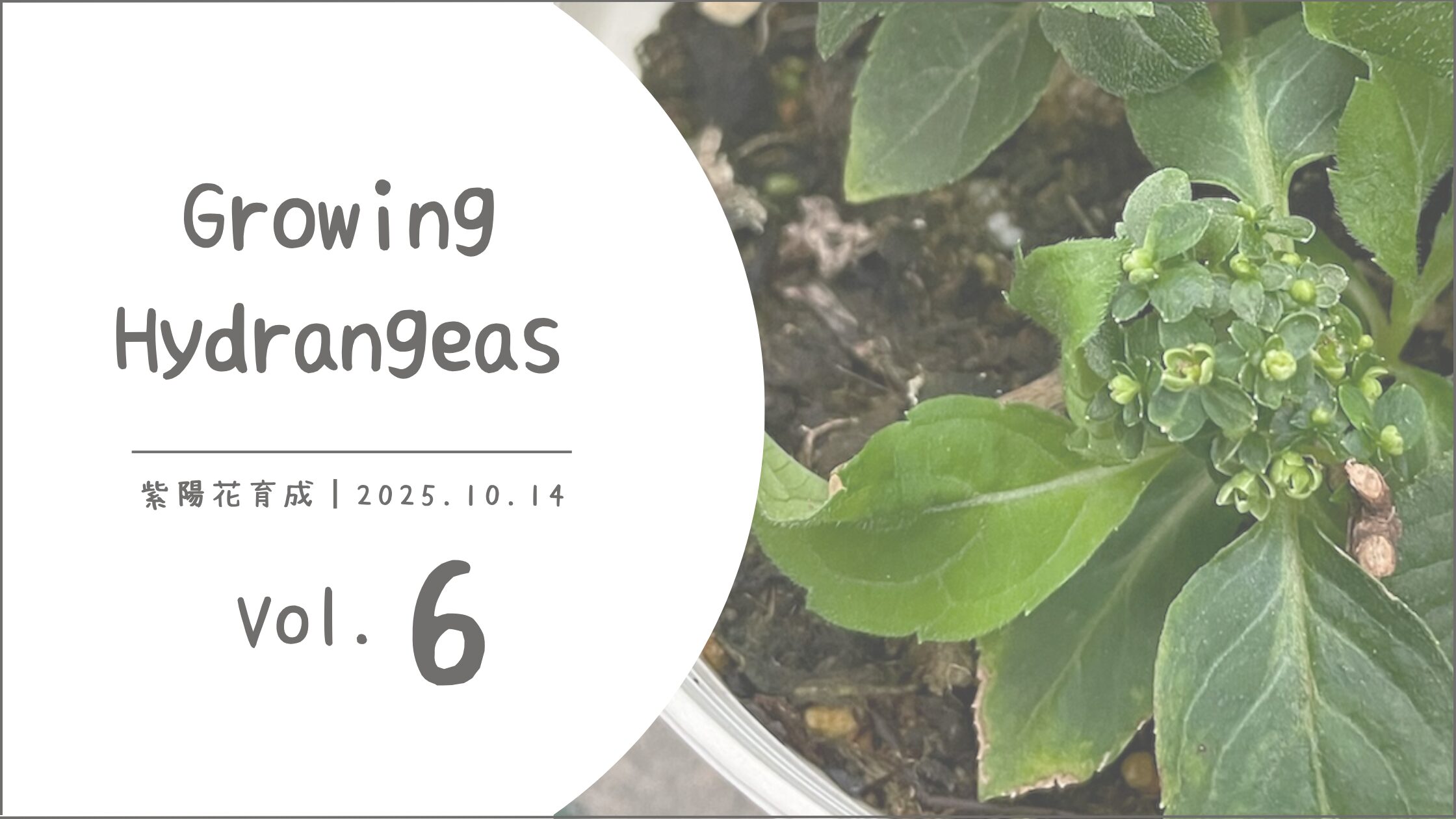 紫陽花育成記録アイキャッチ画像