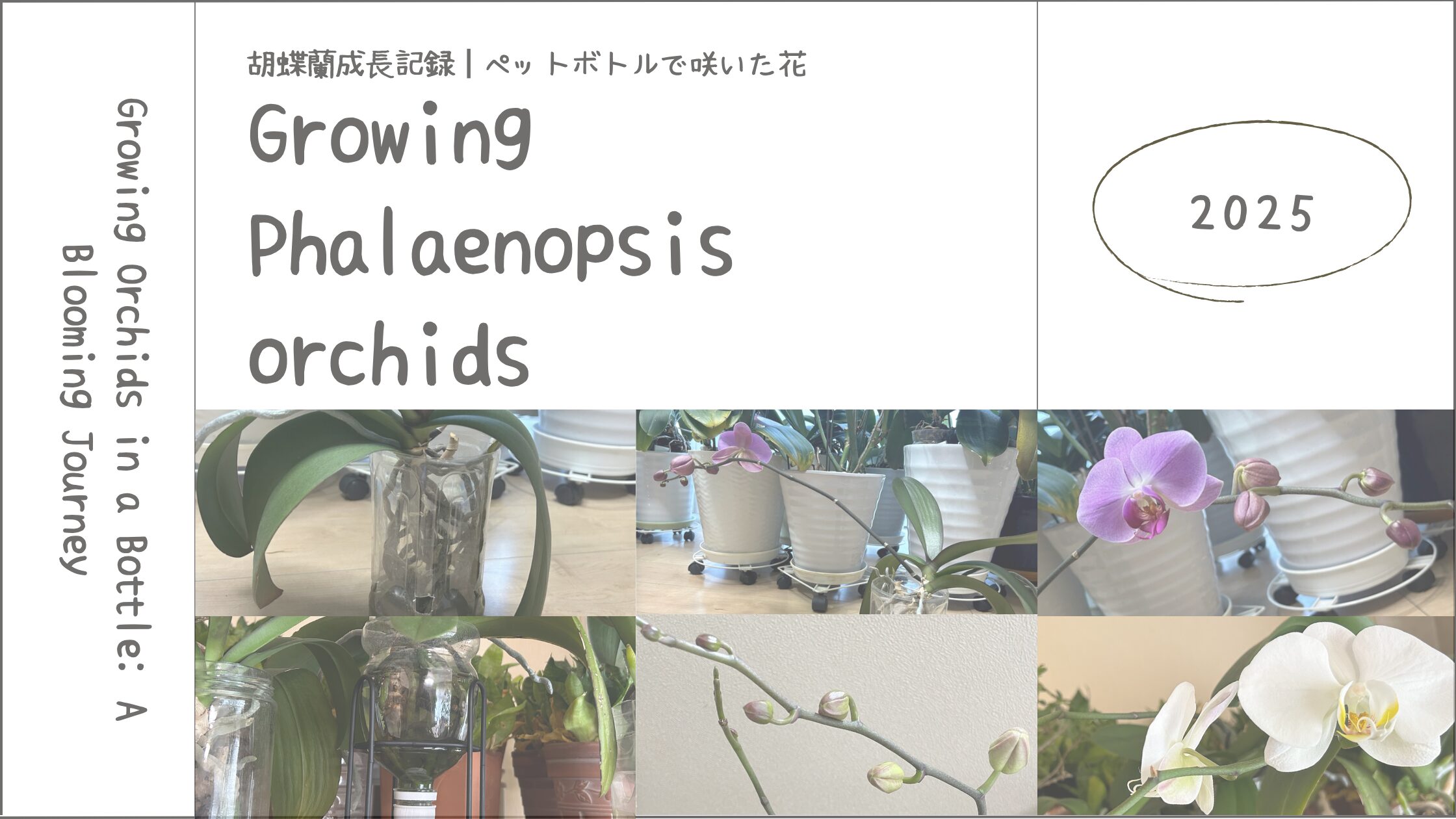 胡蝶蘭育成記録アイキャッチ画像