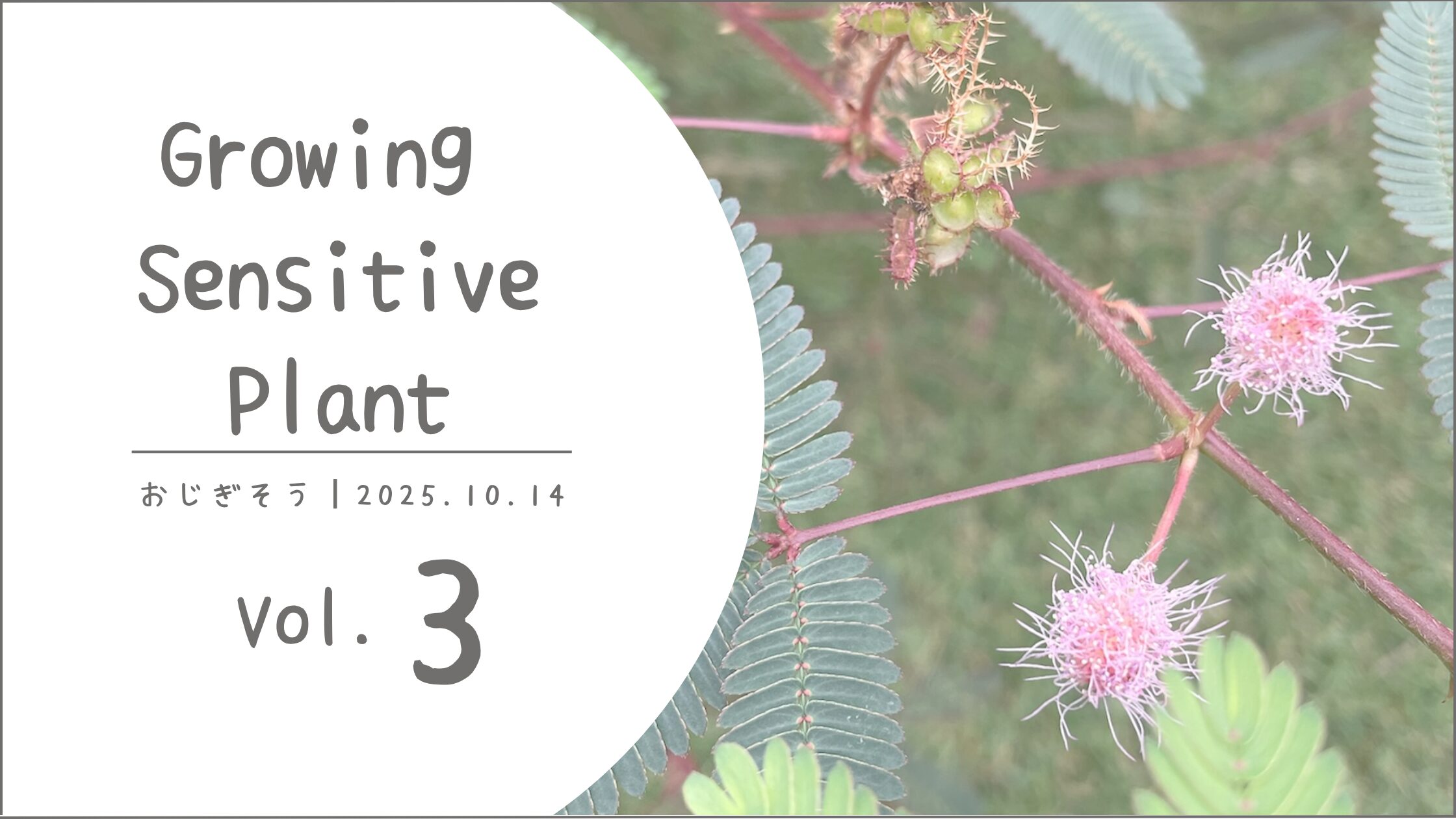 お辞儀そう育成記録アイキャッチ画像