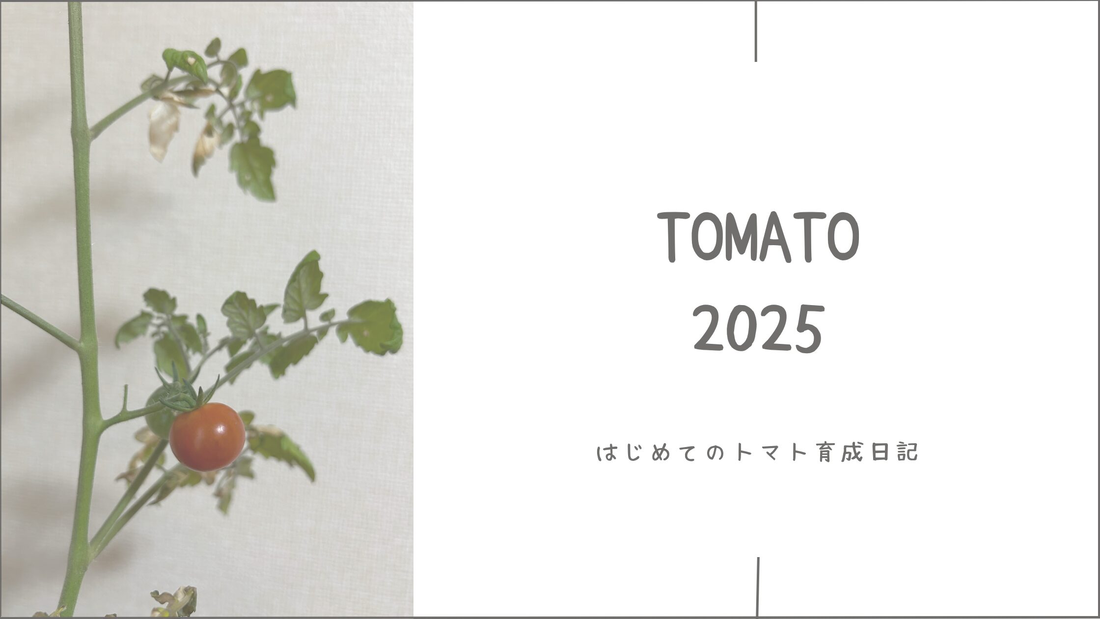 トマト育成記録アイキャッチ画像