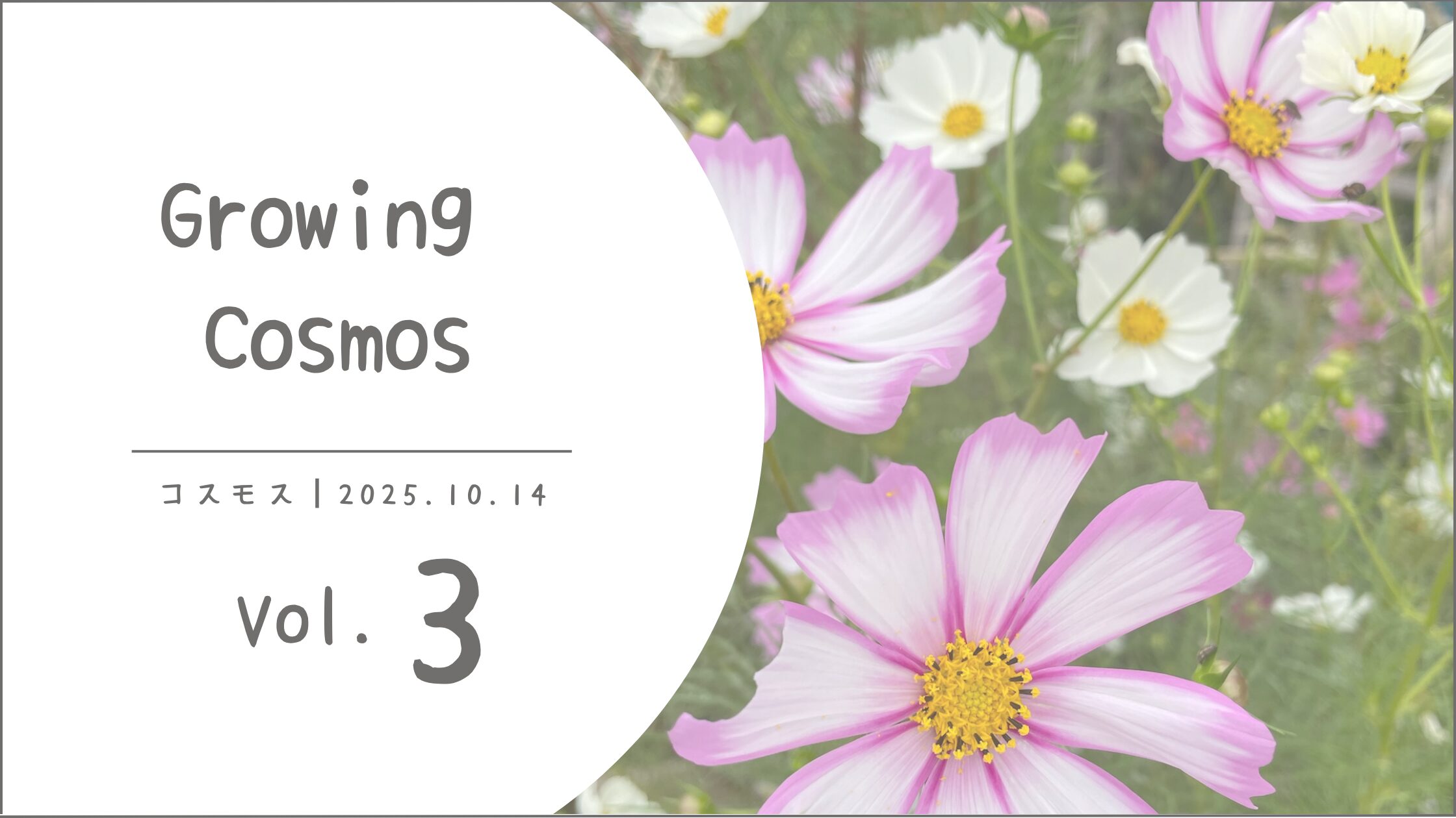コスモス育成記録アイキャッチ画像
