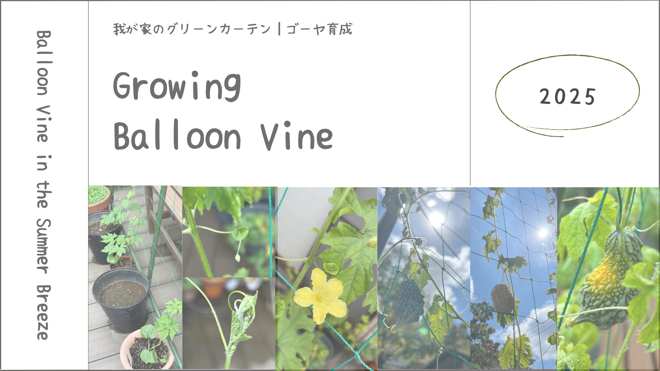 ゴーヤ育成記録アイキャッチ画像