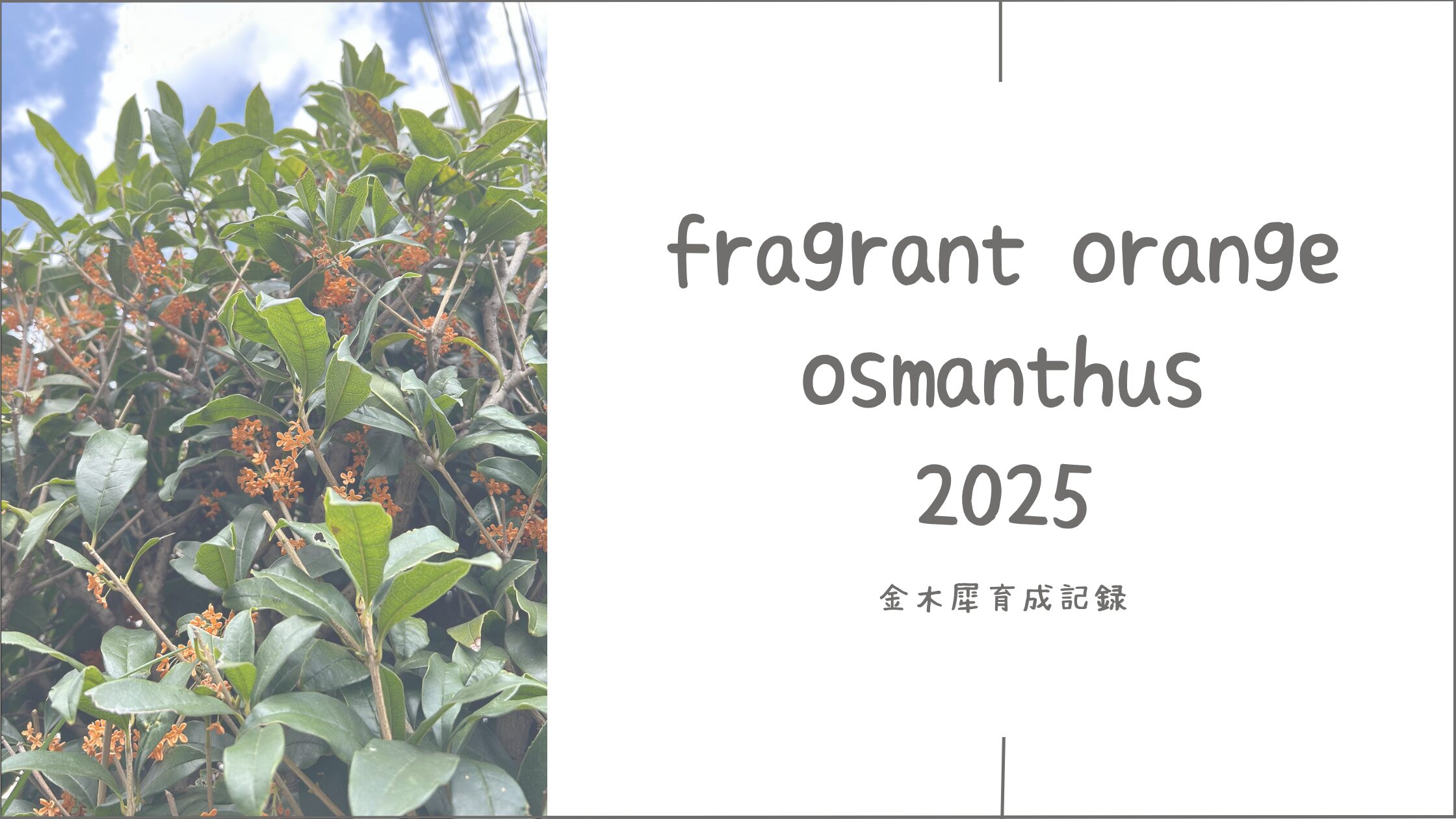 金木犀育成記録アイキャッチ画像