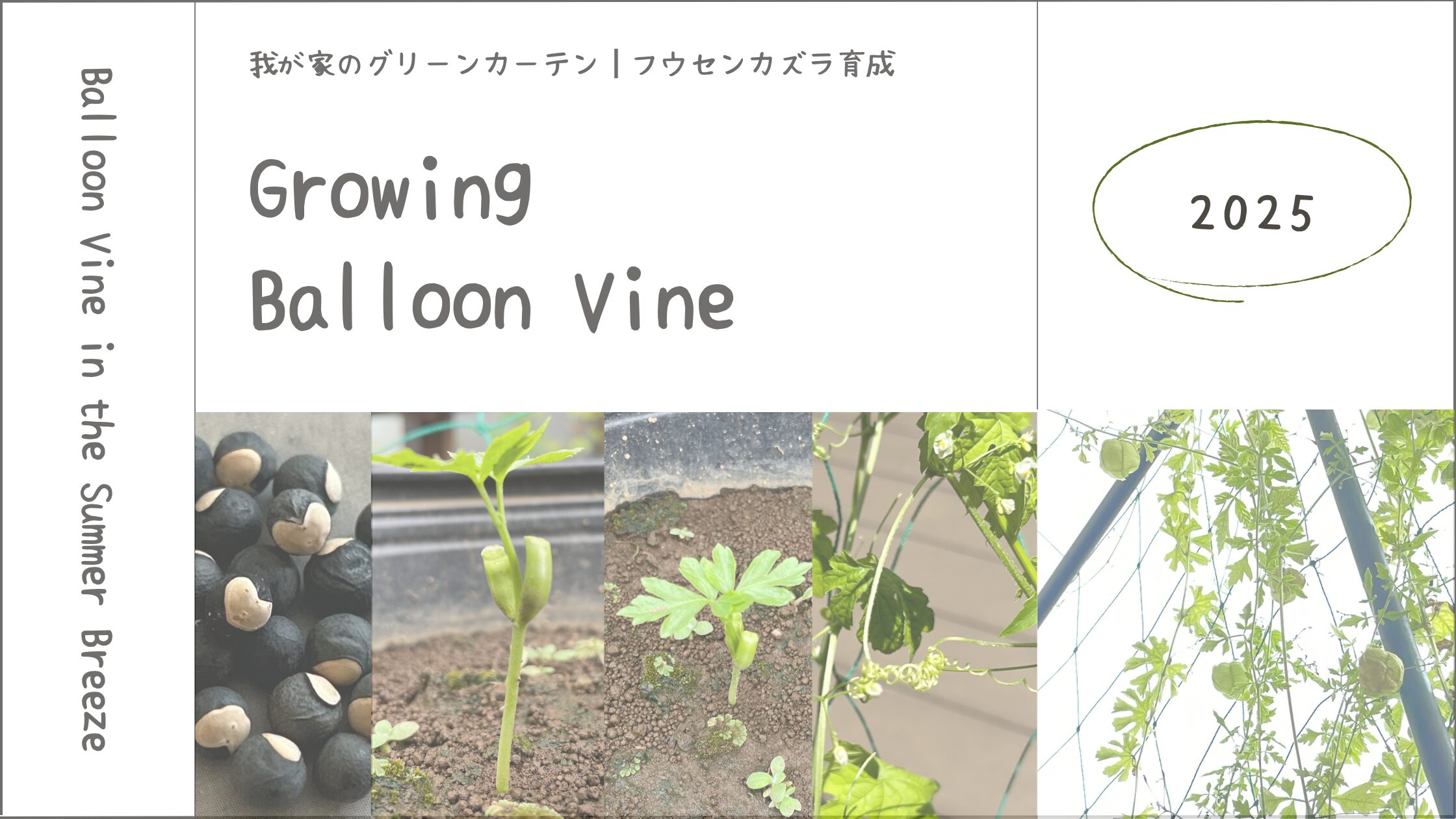 フウセンカズラ育成記録アイキャッチ画像