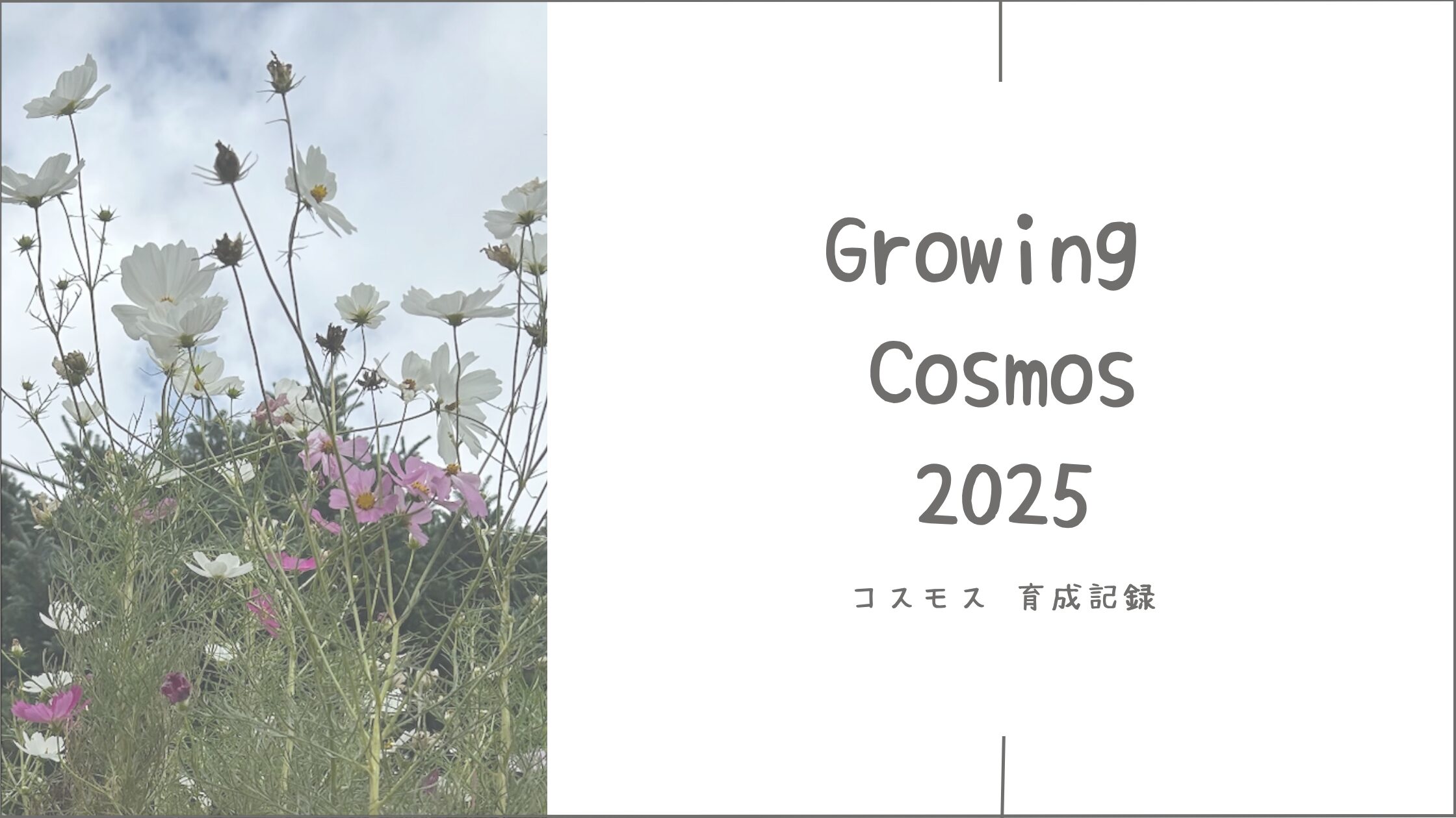 コスモス育成育成記録アイキャッチ画像