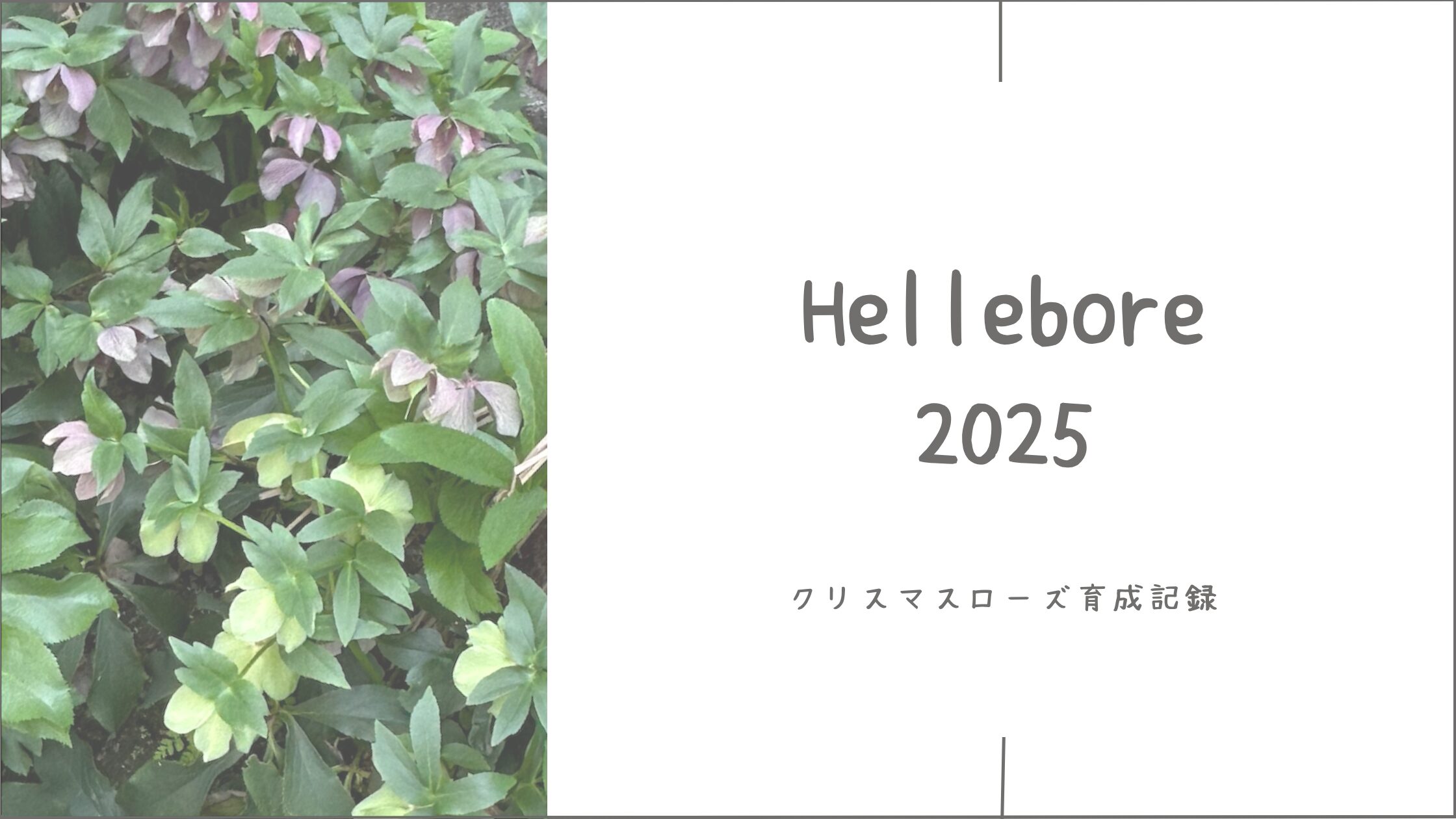 クリスマスローズ育成育成記録アイキャッチ画像