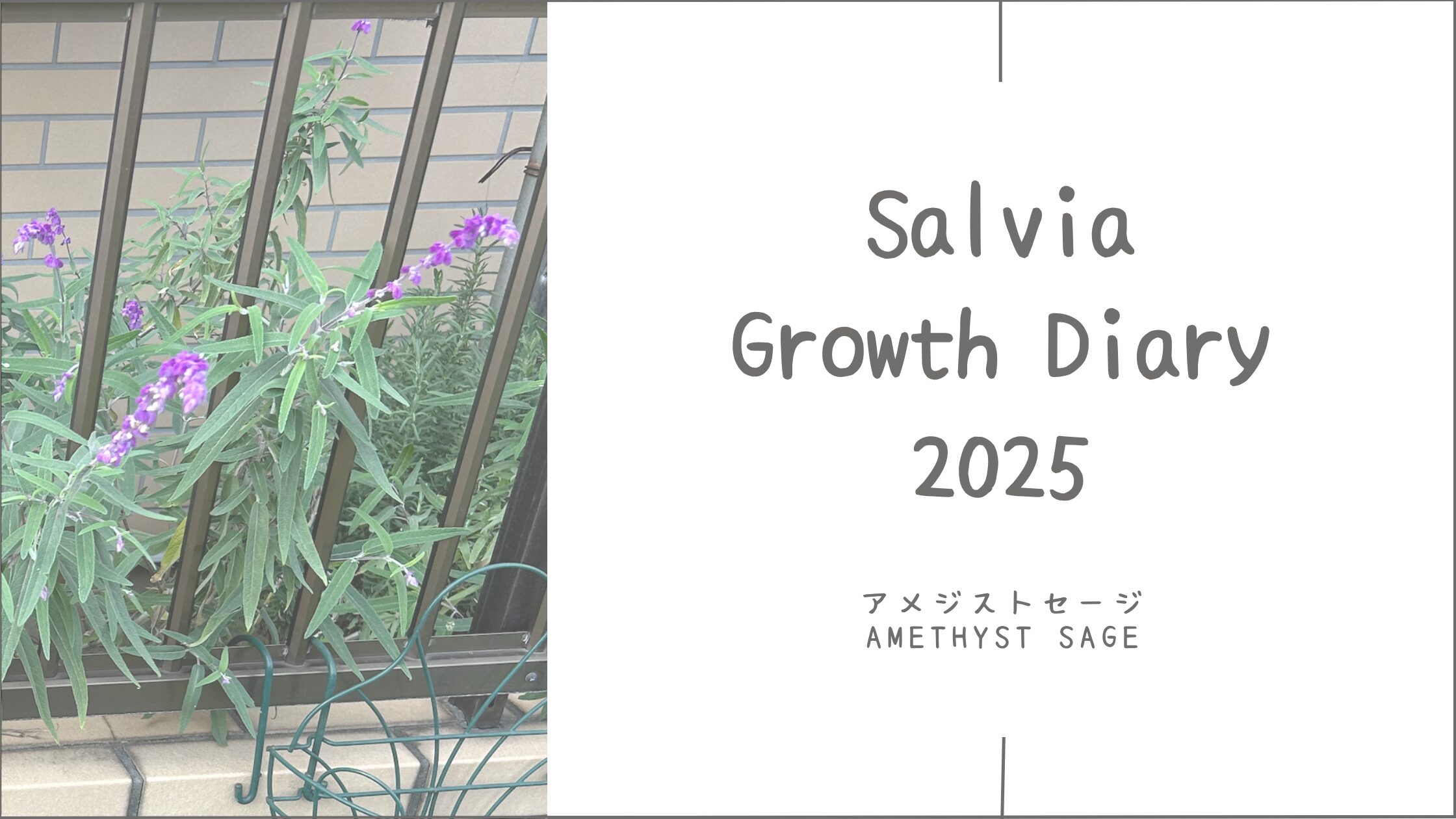 アメジストセージ育成育成記録アイキャッチ画像