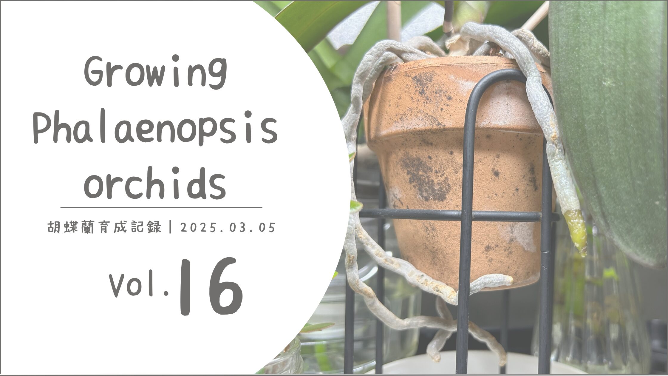 胡蝶蘭育成記アイキャッチ画像