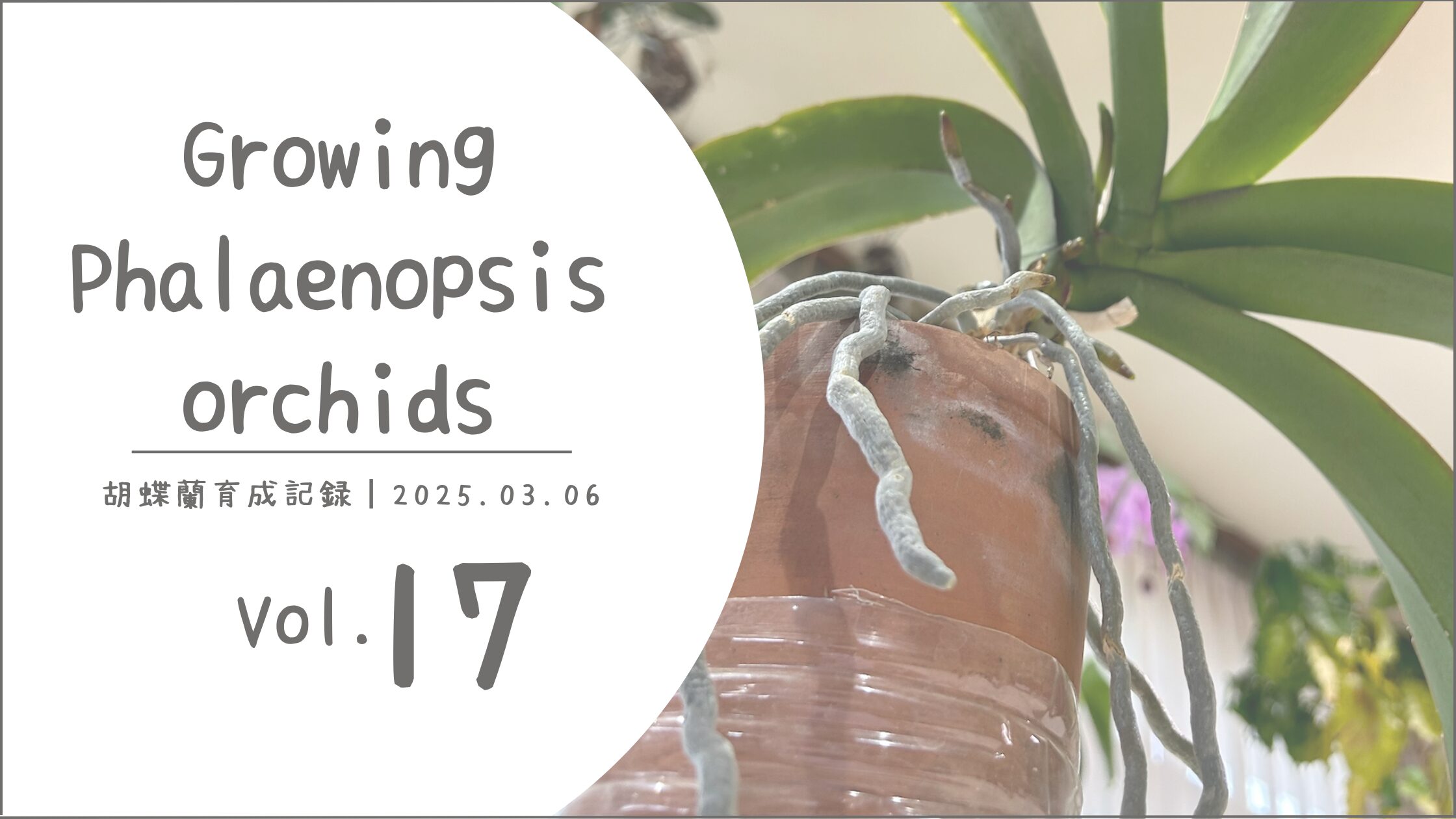 胡蝶蘭育成記アイキャッチ画像