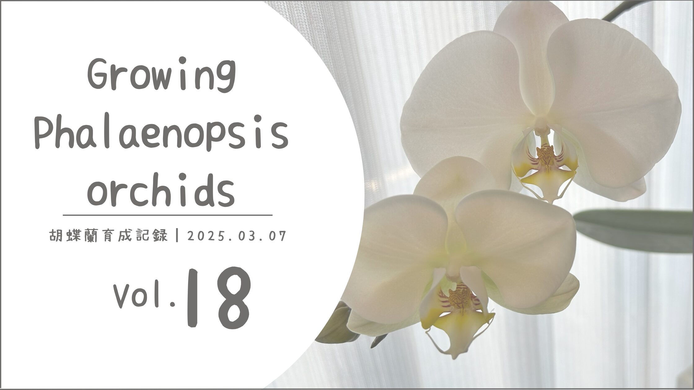 胡蝶蘭育成記アイキャッチ画像