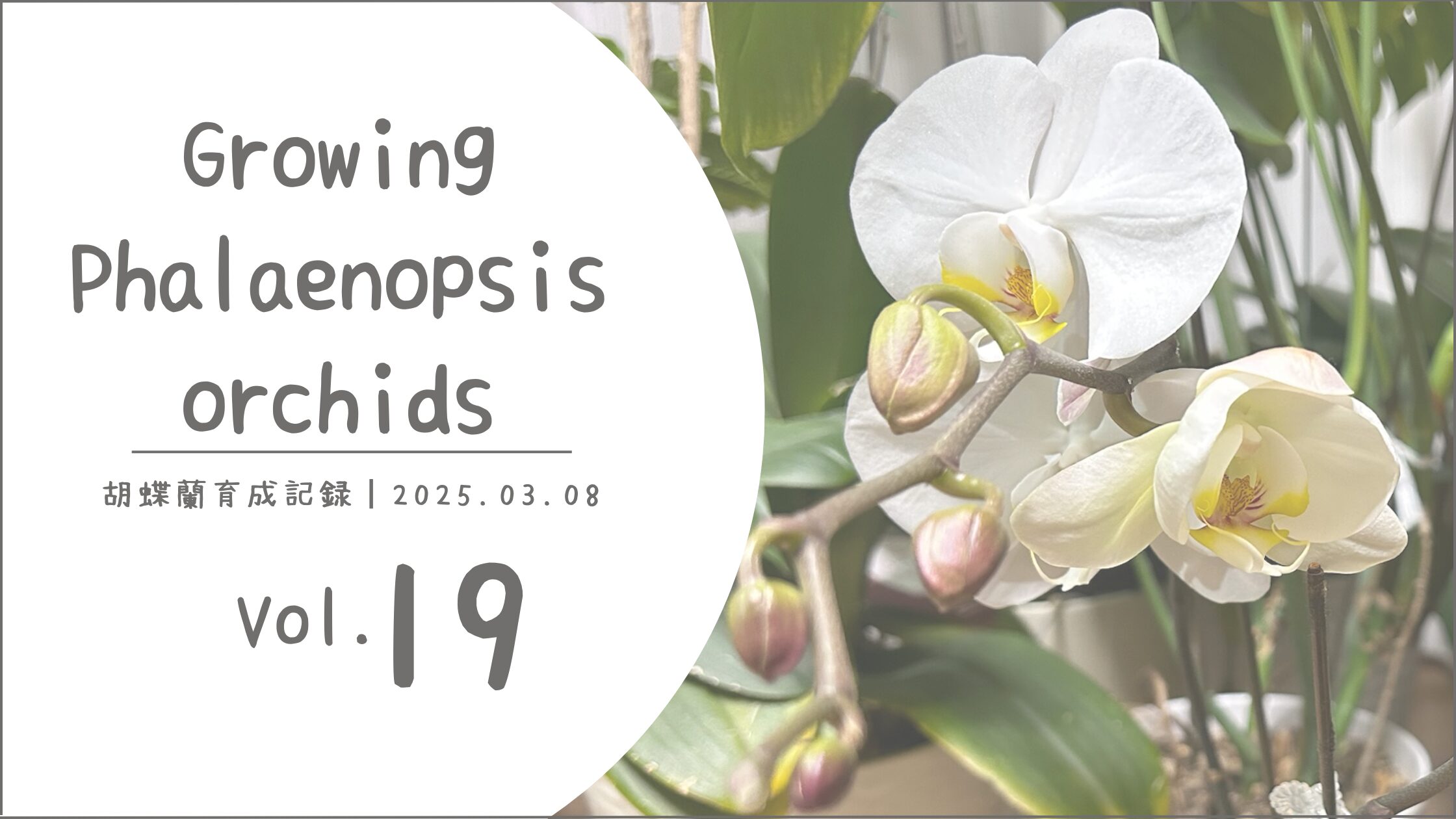 胡蝶蘭育成記アイキャッチ画像