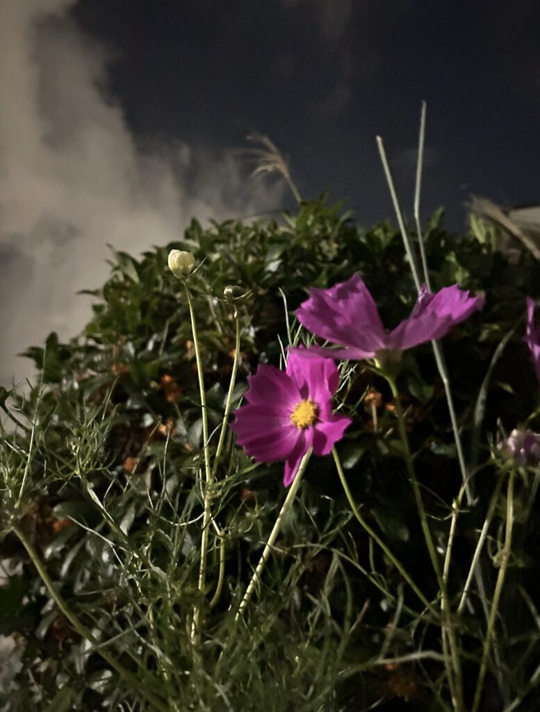 夜の金木犀とコスモス