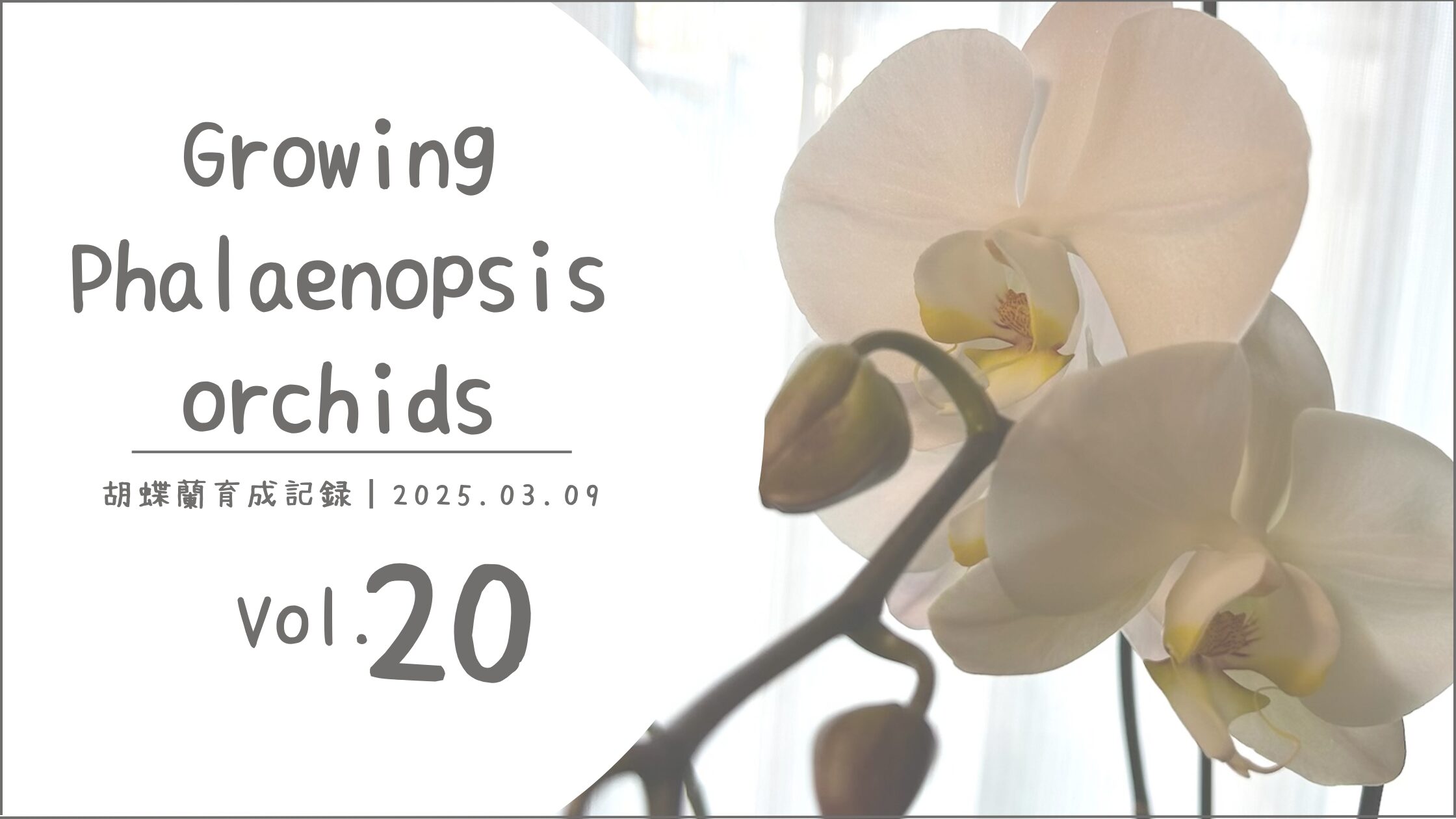 胡蝶蘭育成記アイキャッチ画像