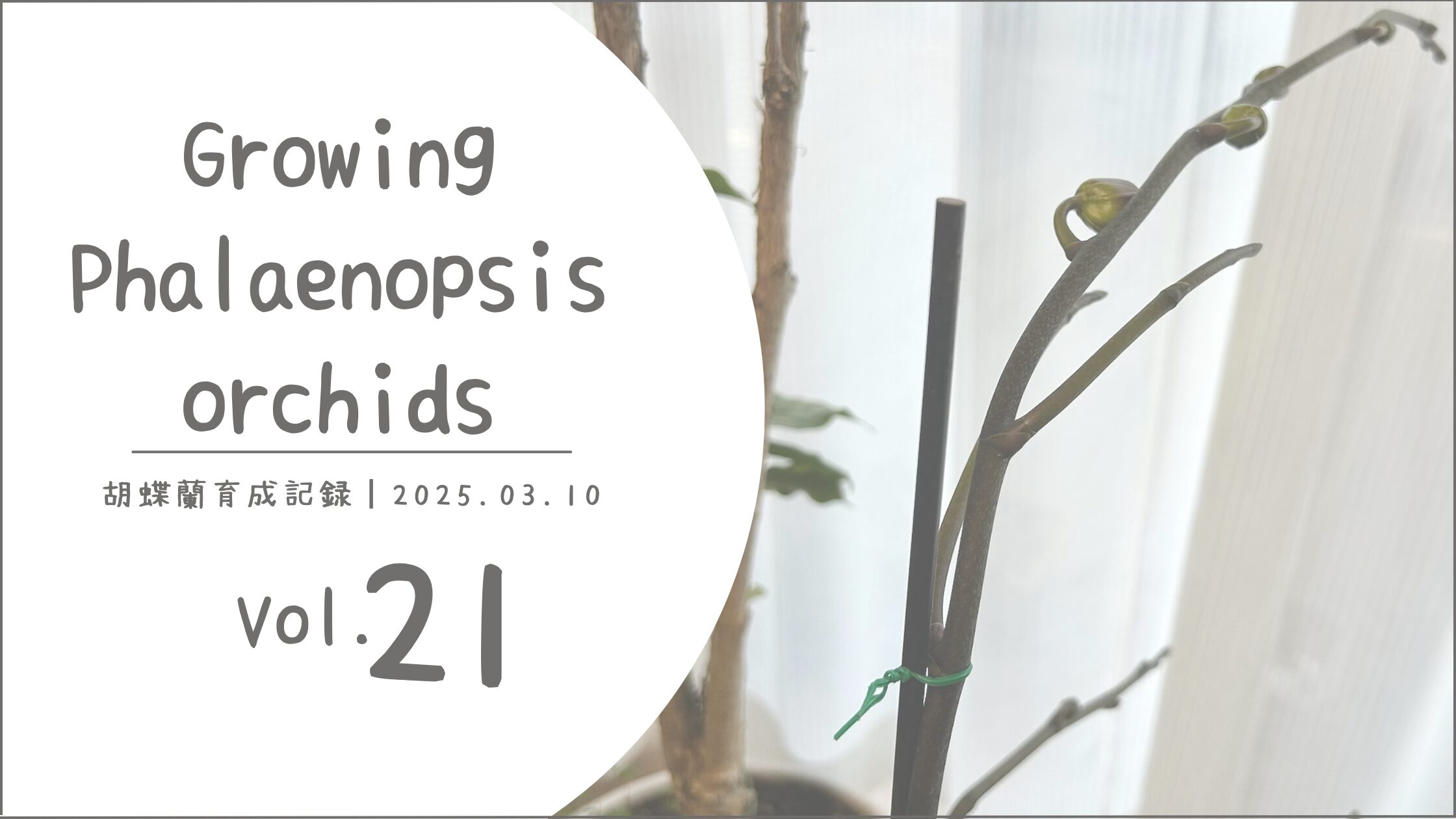 胡蝶蘭育成記アイキャッチ画像