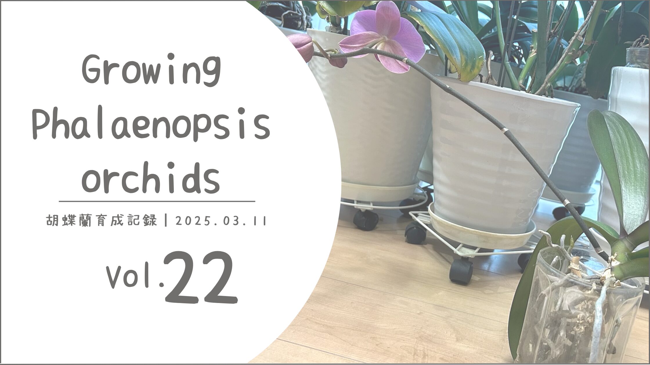胡蝶蘭育成記アイキャッチ画像