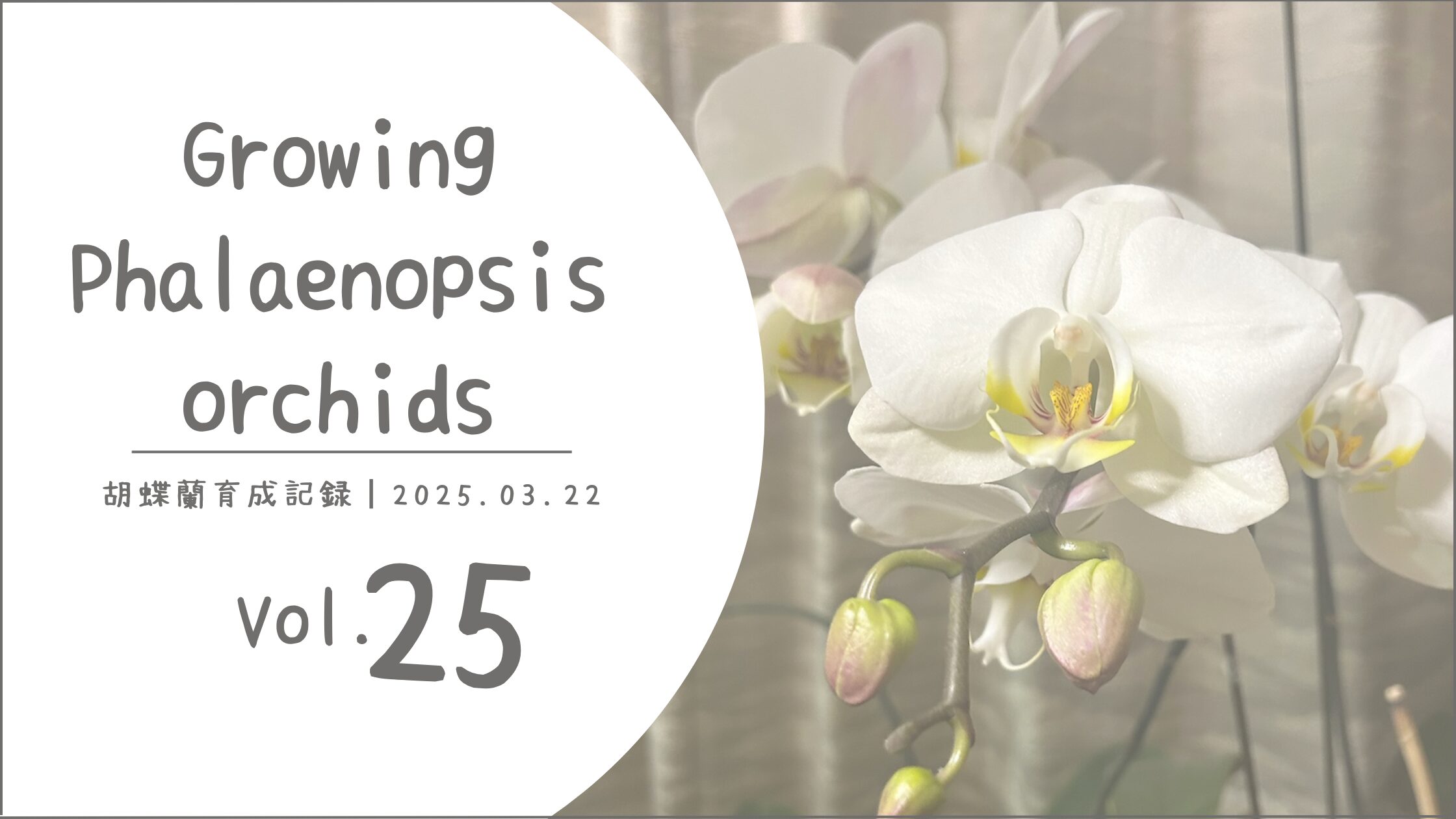 胡蝶蘭育成記アイキャッチ画像