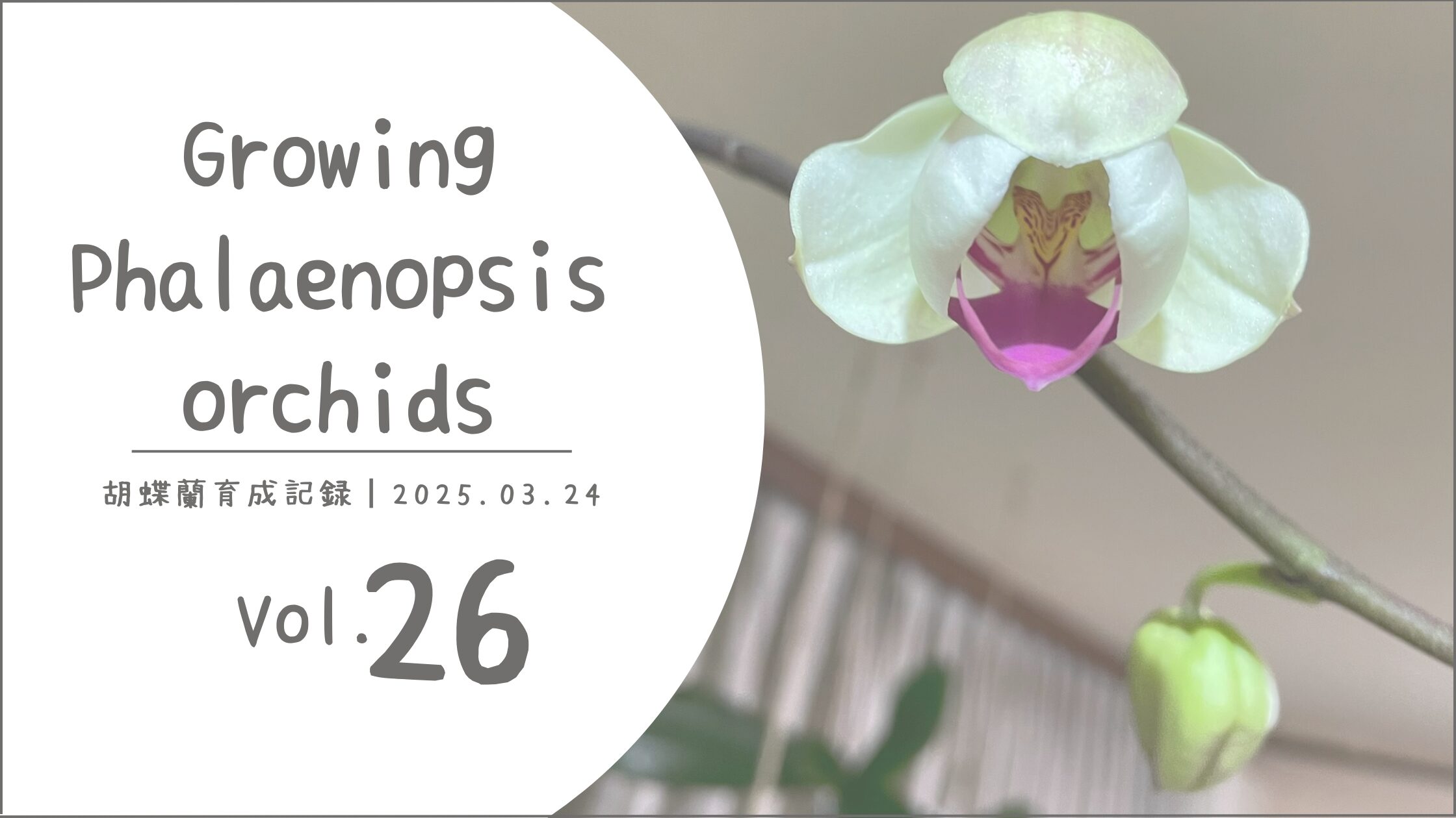 胡蝶蘭育成記アイキャッチ画像