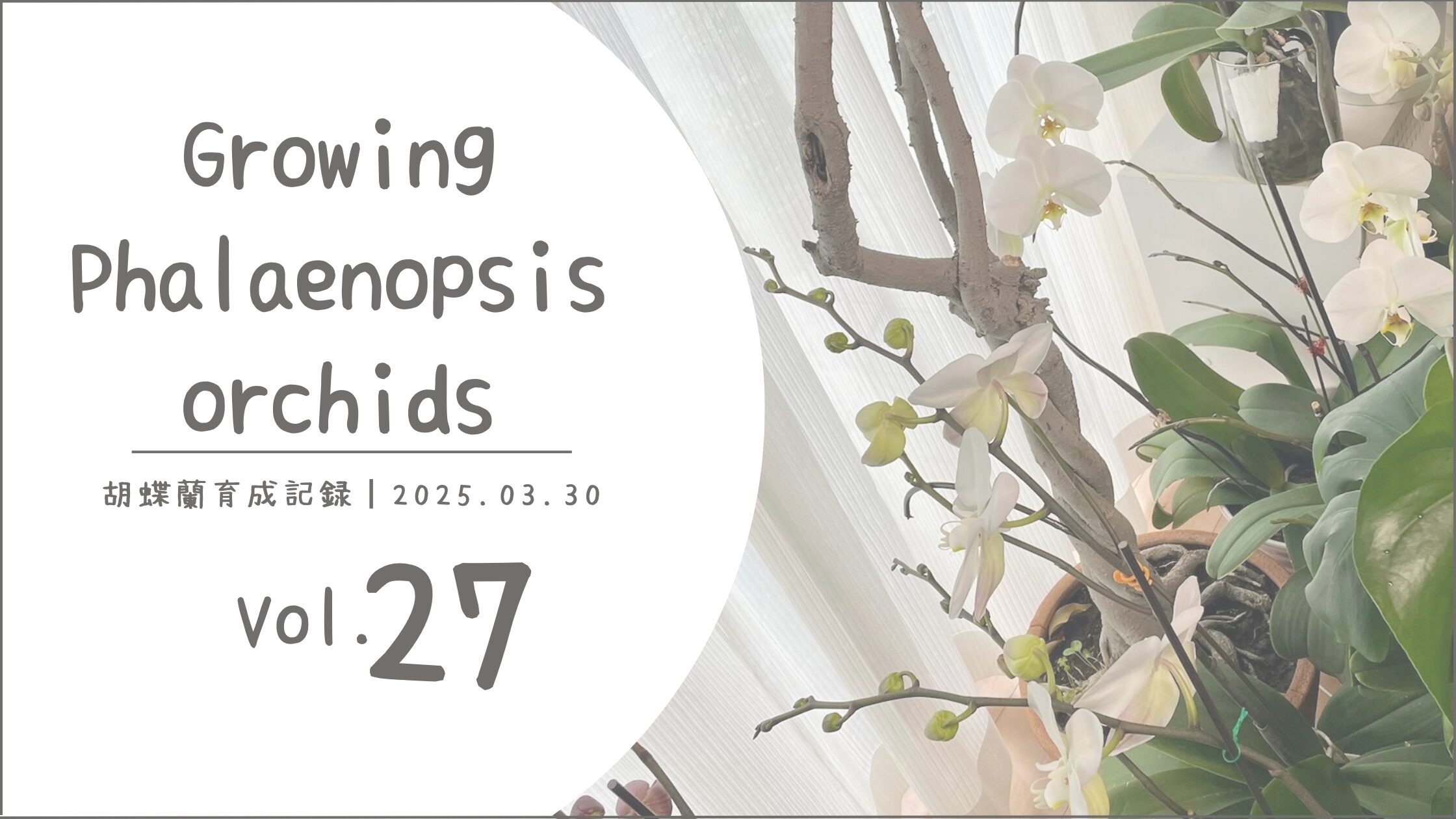 胡蝶蘭育成記アイキャッチ画像