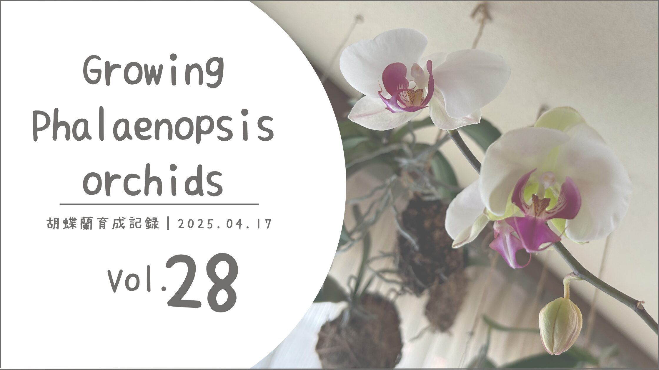胡蝶蘭育成記アイキャッチ画像