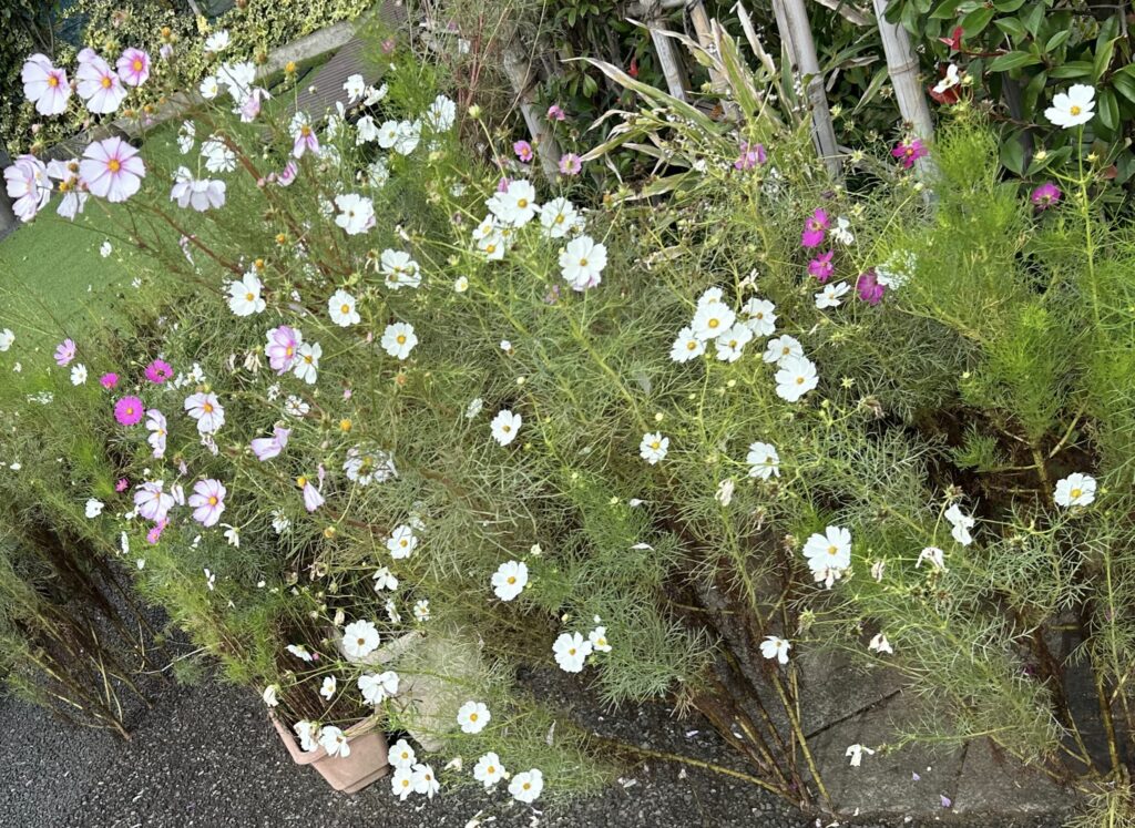 10月ごろのコスモスの様子