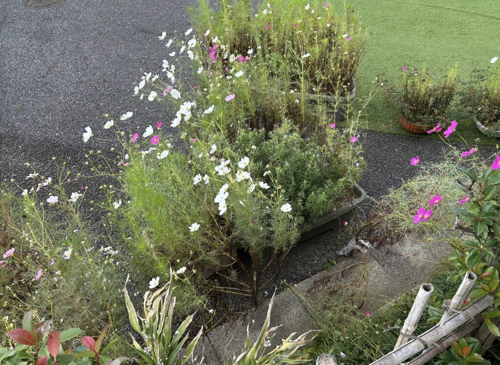 10月ごろのコスモスの様子