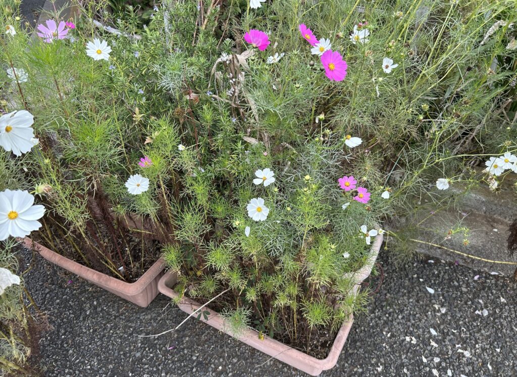 鉢植えで育てているコスモスの様子