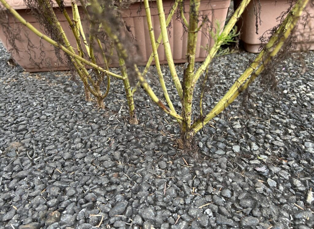 コンクリートから咲いたコスモスの根元の様子