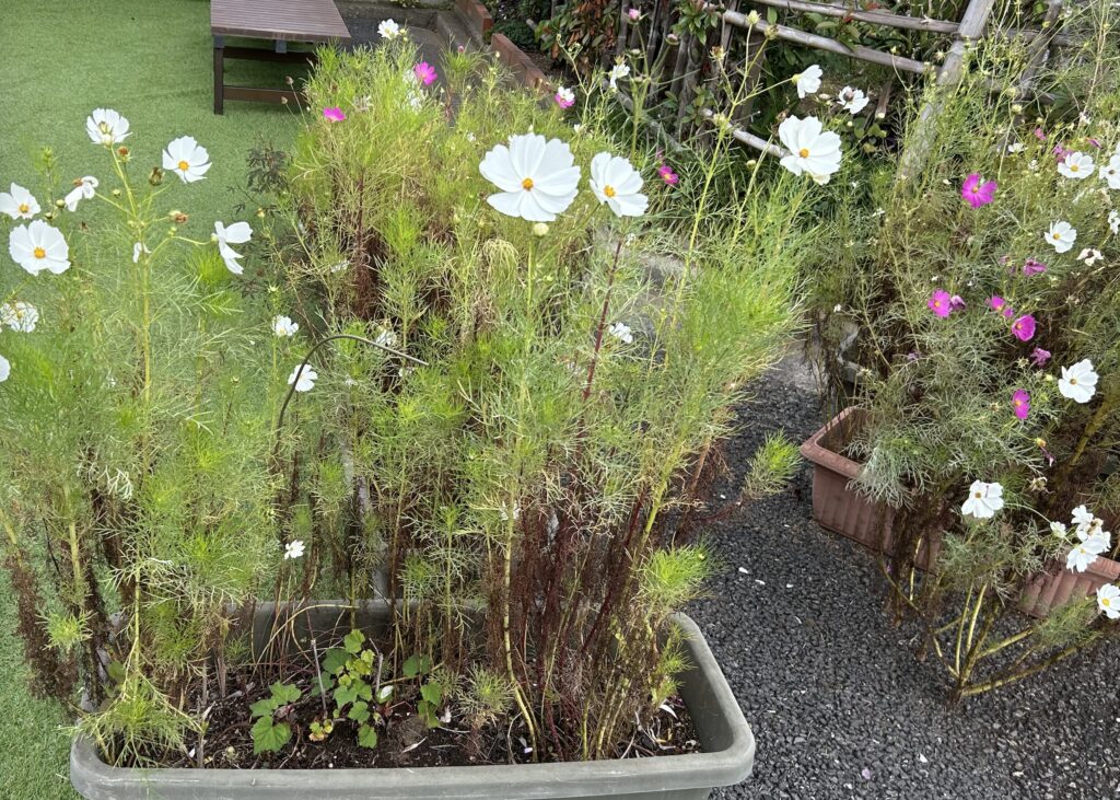 鉢で育てているコスモスが開花した様子