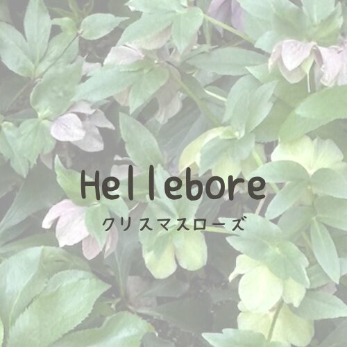 クリスマスローズ｜カテゴリーリンク画像