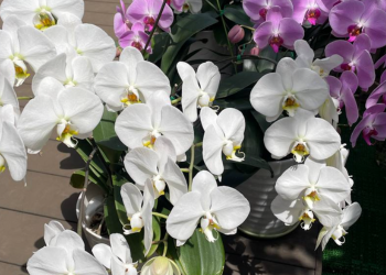 胡蝶蘭｜白とピンク色の胡蝶蘭が満開の様子