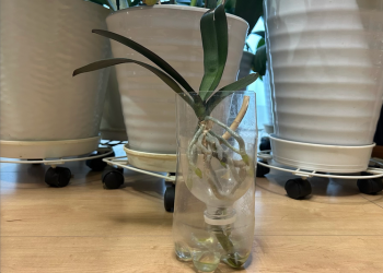 胡蝶蘭｜ペットボトルに穴を開けて育てている様子