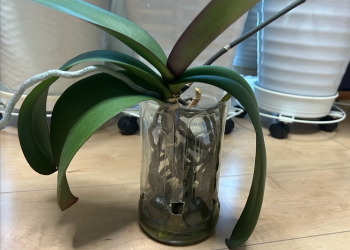 胡蝶蘭｜ペットボトルを重ね合わせて育てている様子