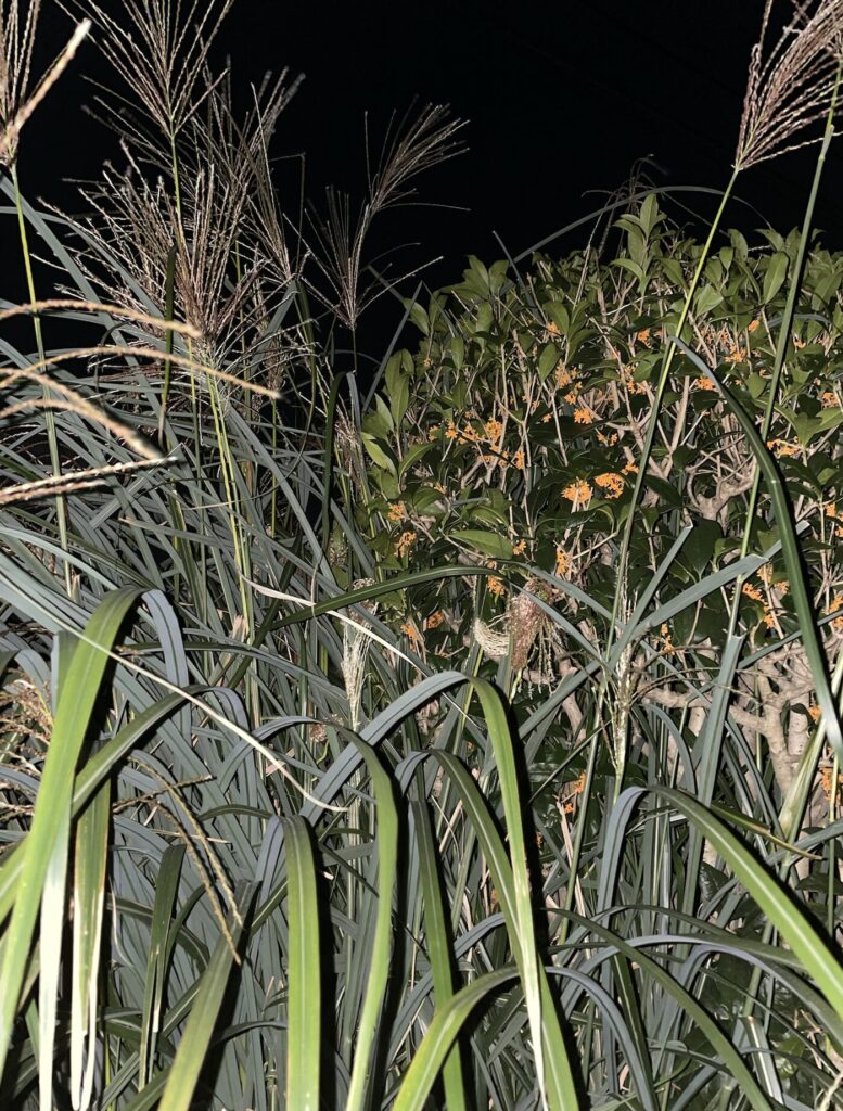 ススキと金木犀