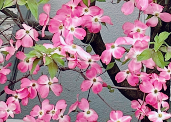 ハナミズキ|青空の下でピンク色のお花が咲き誇っている様子