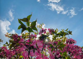 ハナミズキ|青空の下でピンク色のお花が咲き誇っている様子