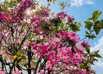 ハナミズキ|青空の下でピンク色のお花が咲き誇っている様子