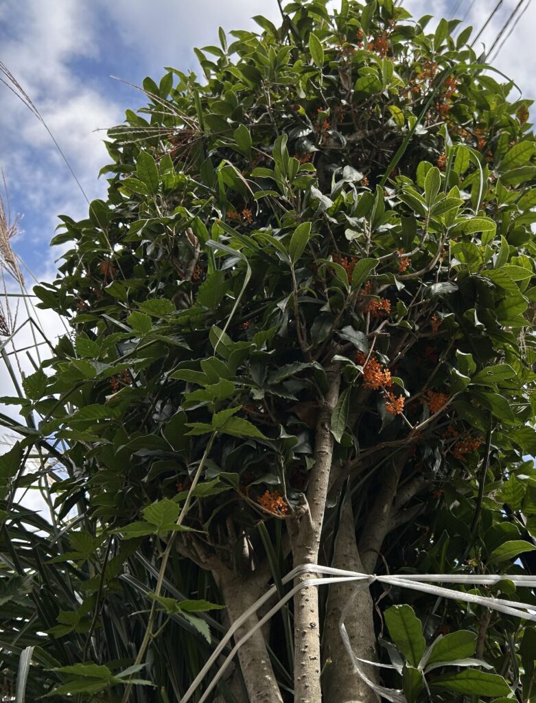 金木犀の木の全体の様子