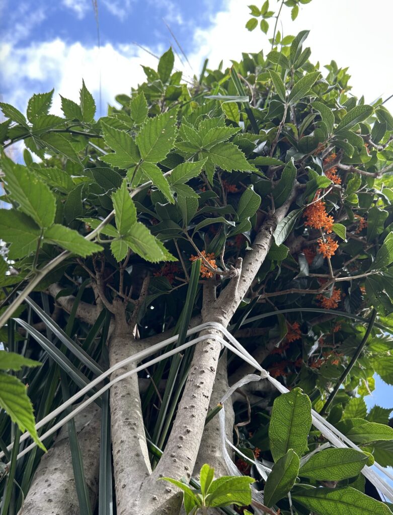 金木犀の木とお花。下からのアングル。