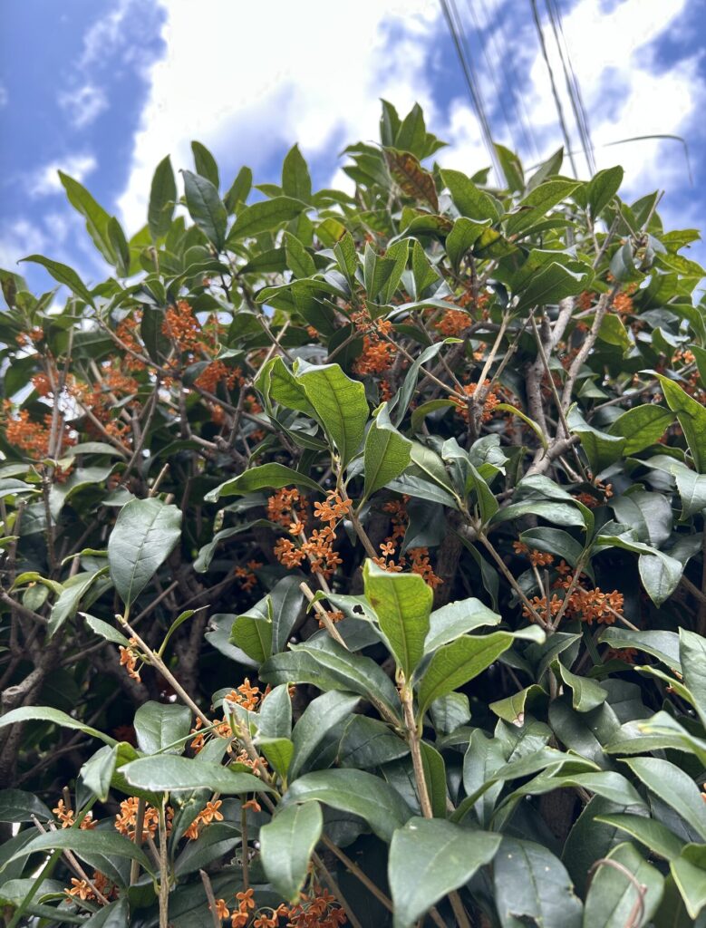 金木犀の木にたくさんのオレンジ色の花が咲いた様子