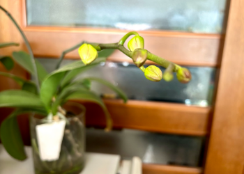 胡蝶蘭｜瓶で育成。白の蕾が膨らんできた様子