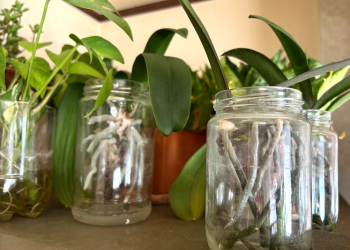 胡蝶蘭｜瓶で栽培している様子