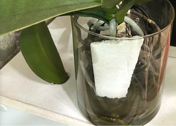 胡蝶蘭|瓶の中に発泡スチロールを入れて育てている様子
