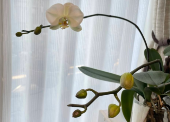 胡蝶蘭|瓶で育てている株で白い花が1輪開花、蕾もふくらむ